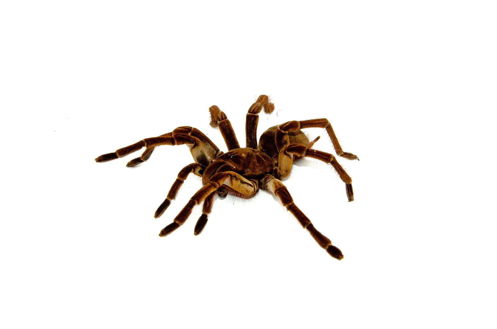 /img/18240-goliath-bird-eating-tarantula-image7.webp
