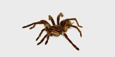 /img/18240-goliath-bird-eating-tarantula-image7.webp