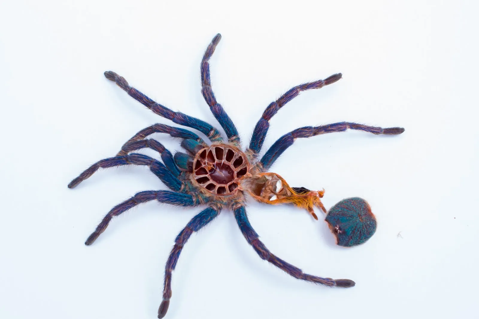 18241 tarantula xvx 1300d cooling system