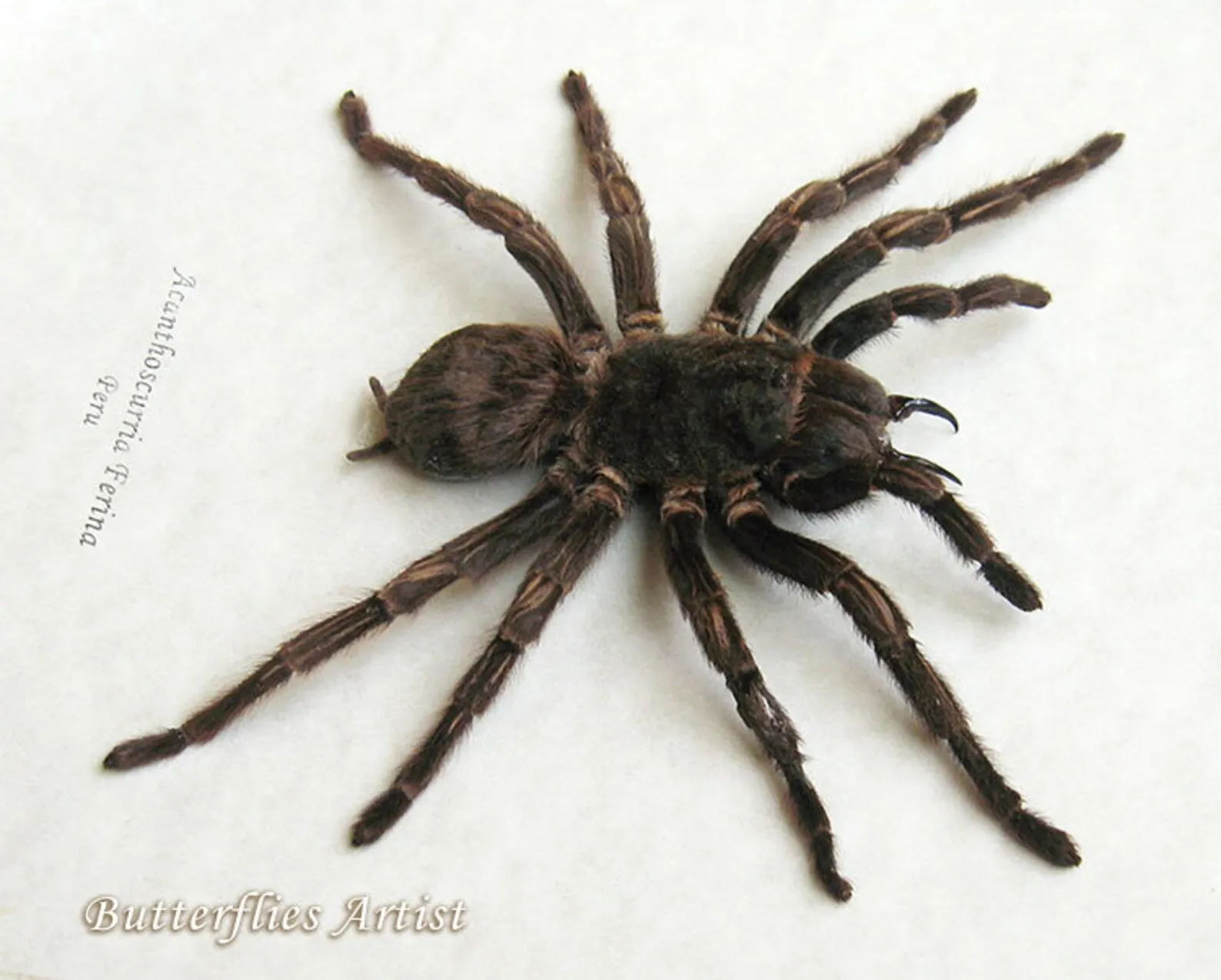 18242 tarantula bird environment