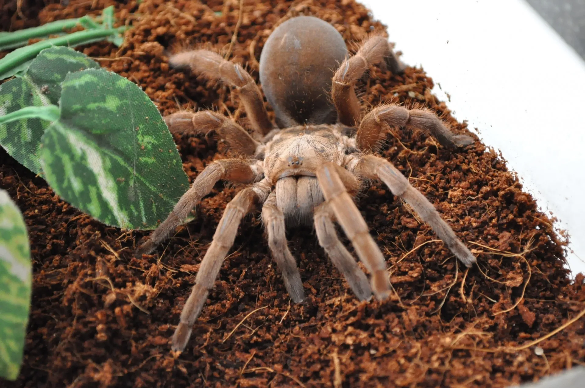 /img/18242-tarantula-bird-hunting.webp