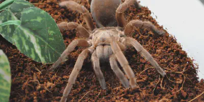 /img/18242-tarantula-bird-hunting.webp