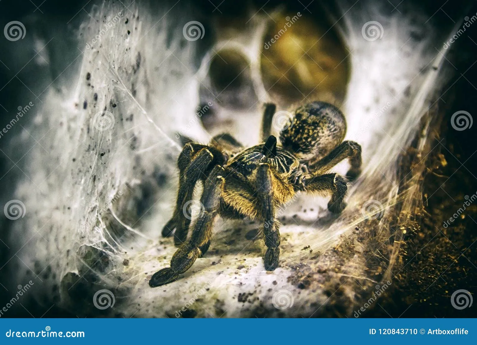 18243 tarantula shelter web