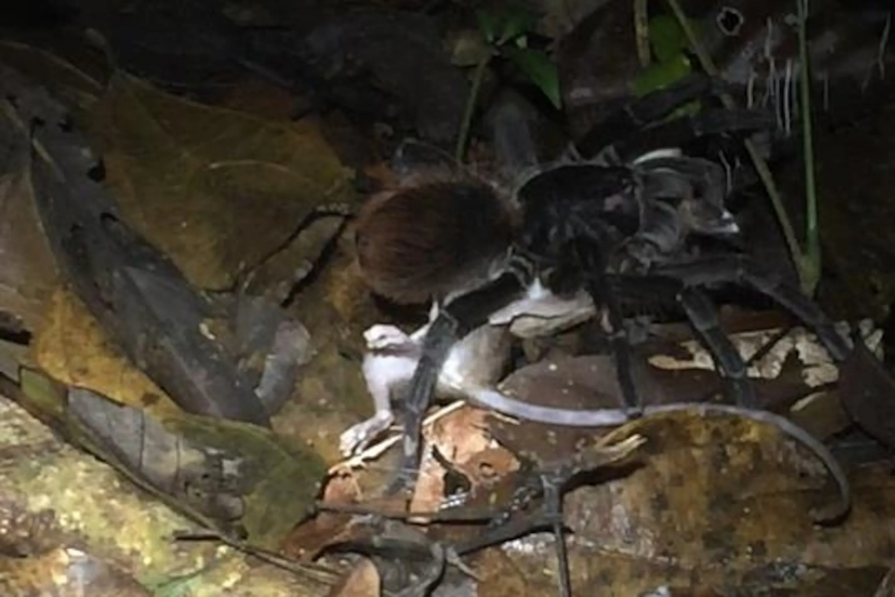 18246 healthy tarantula