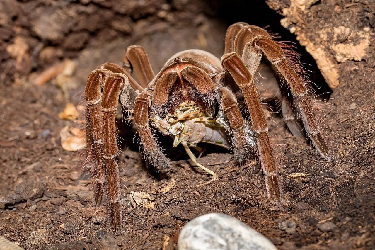 18246 tarantula species