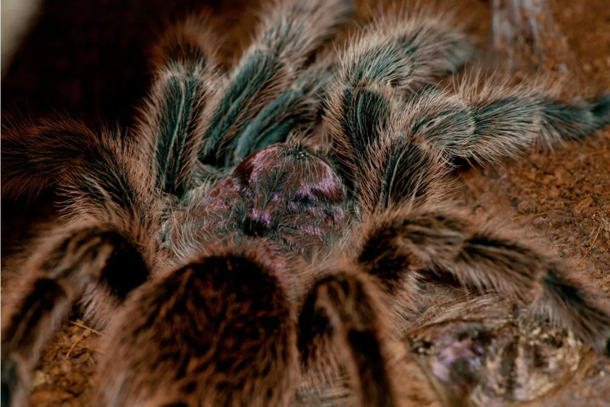 18247 chilean rose tarantula feeding