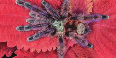 /img/18247-tarantula-enclosure-cleaning.webp