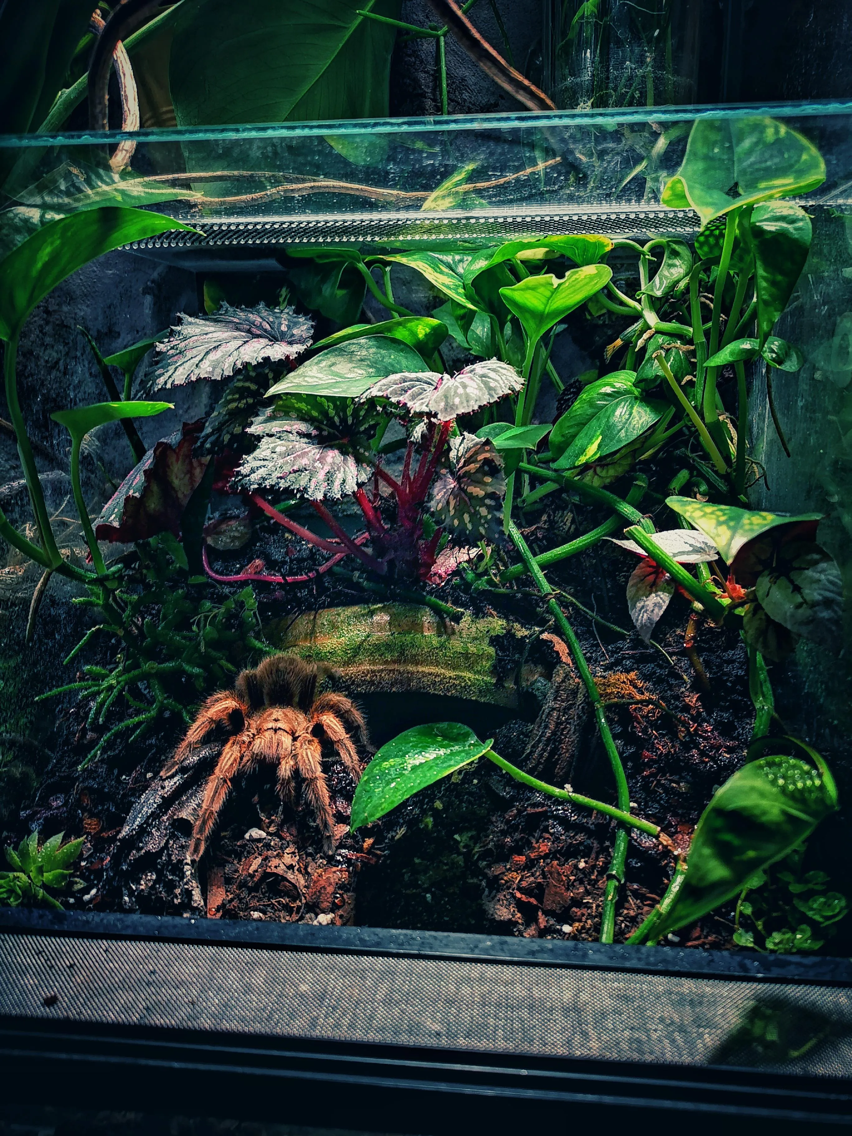 /img/18248-rose-hair-tarantula-healthy.webp