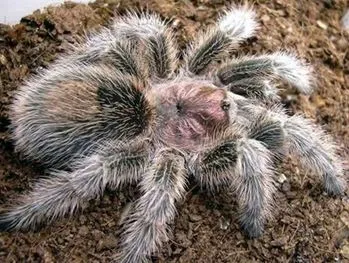 18248 rose hair tarantula in terrarium