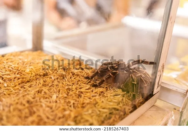 /img/18251-feeding-tarantula.webp