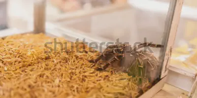 /img/18251-feeding-tarantula.webp