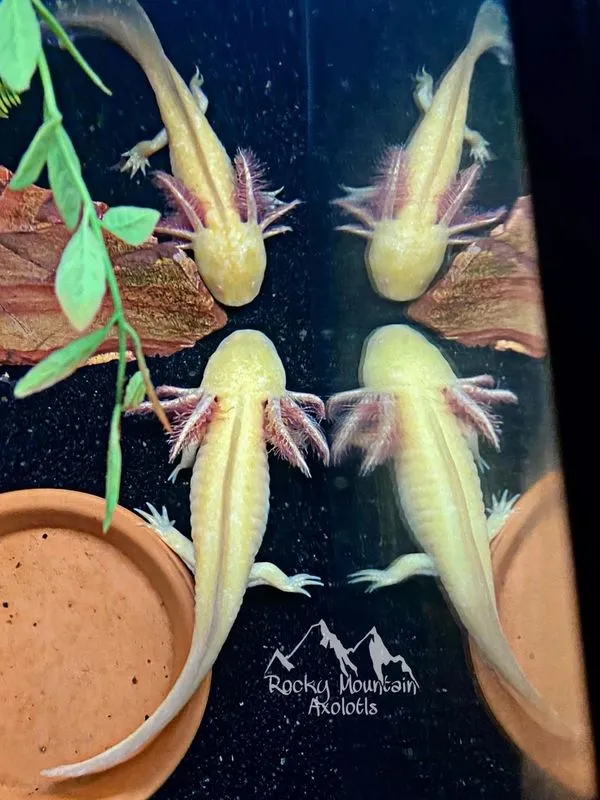 18251 tarantula with tank mates