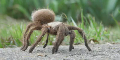 /img/18255-spider-conservation.webp