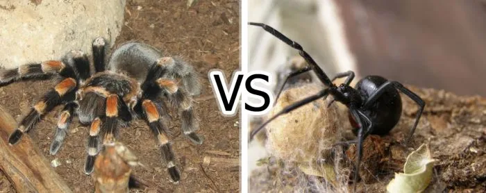 18255 tarantula habitat