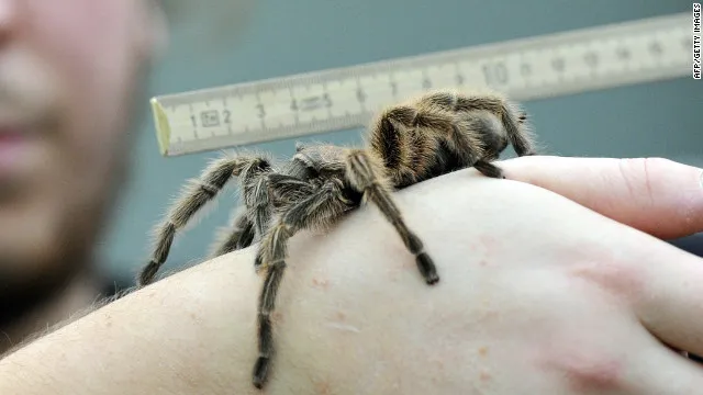 18255 venom composition