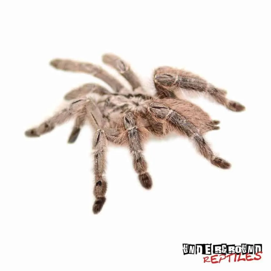 18256 feather leg baboon tarantula feeding