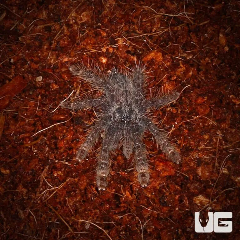 18256 feather leg baboon tarantula handling