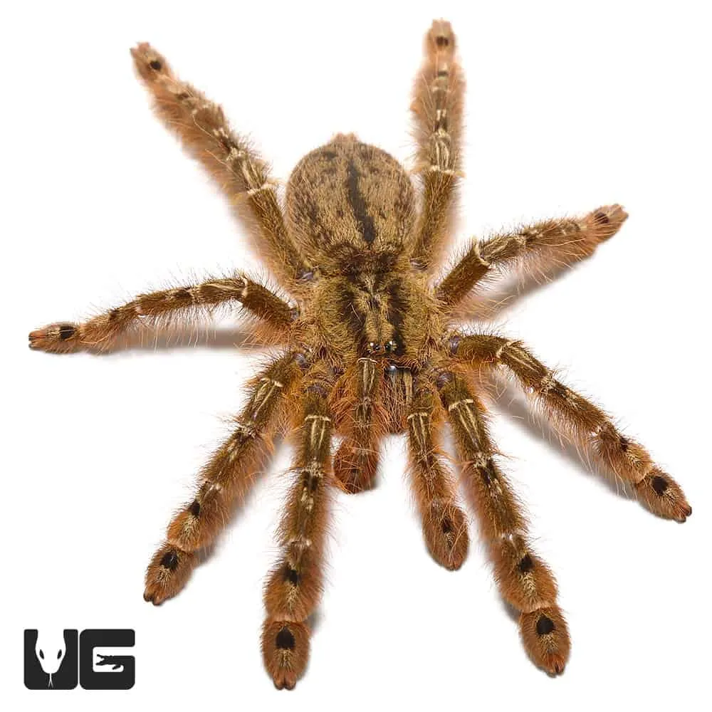 18256 feather leg baboon tarantula molting