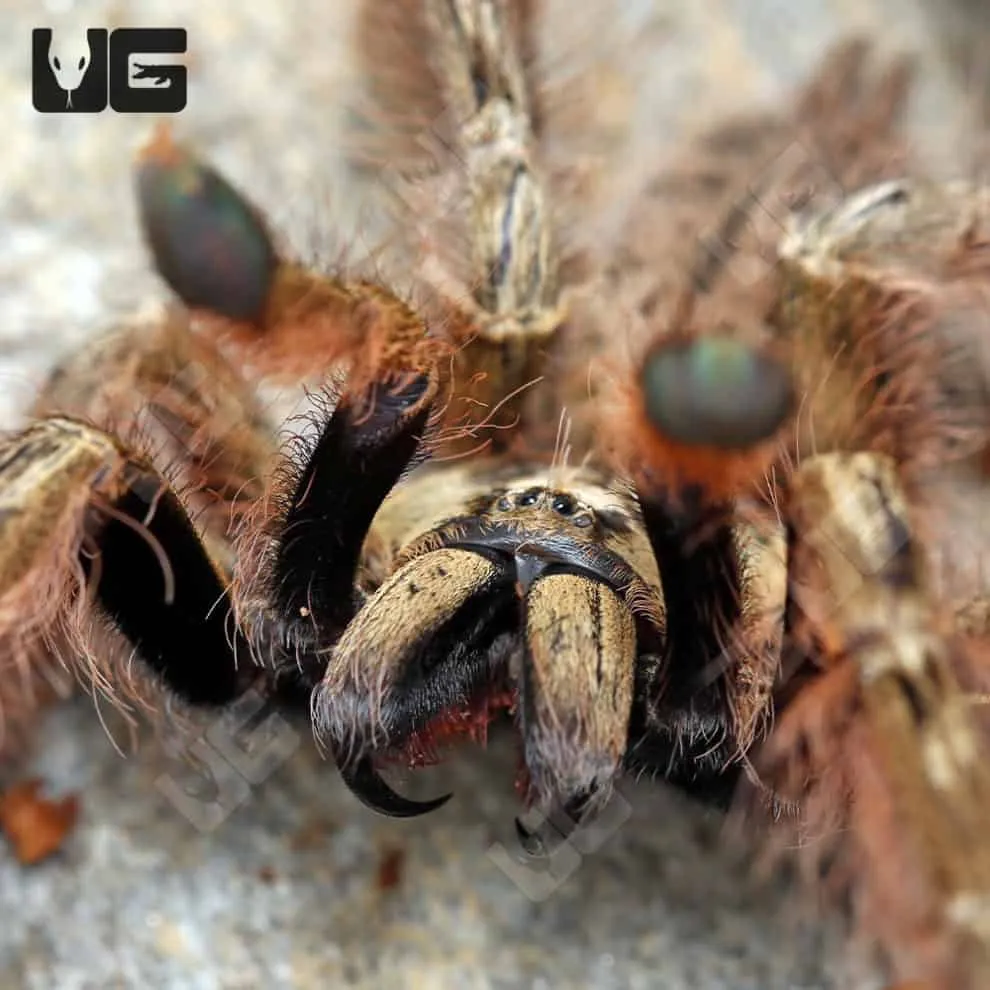 /img/18256-feather-leg-baboon-tarantula-water.webp