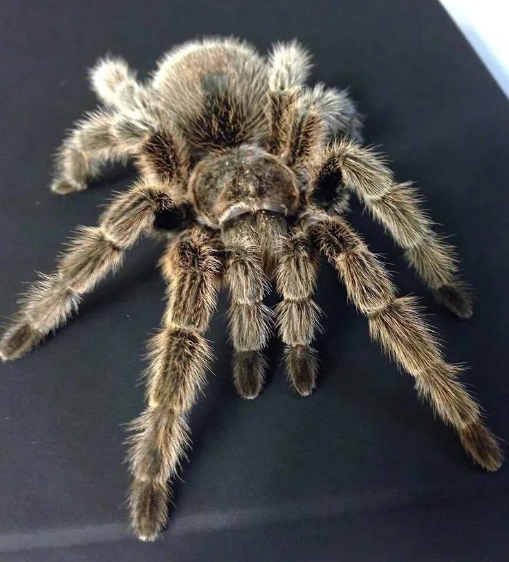 18257 tarantula enclosure