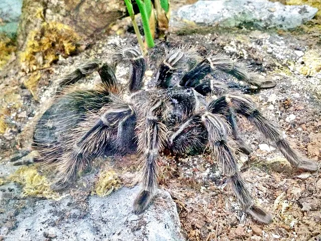 18257 tarantula feeding