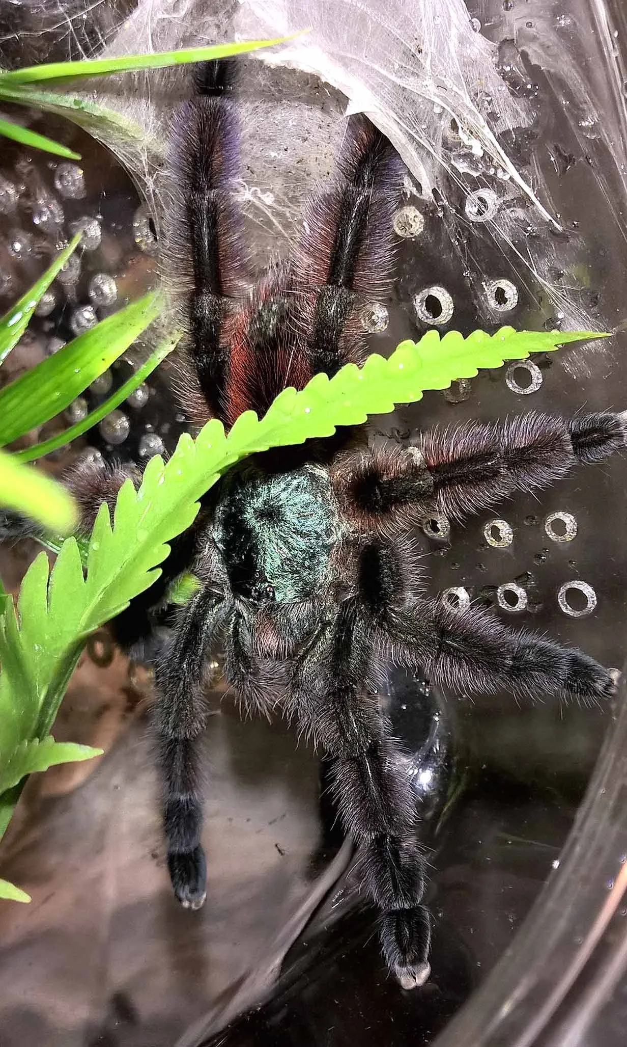 18257 tarantula handling