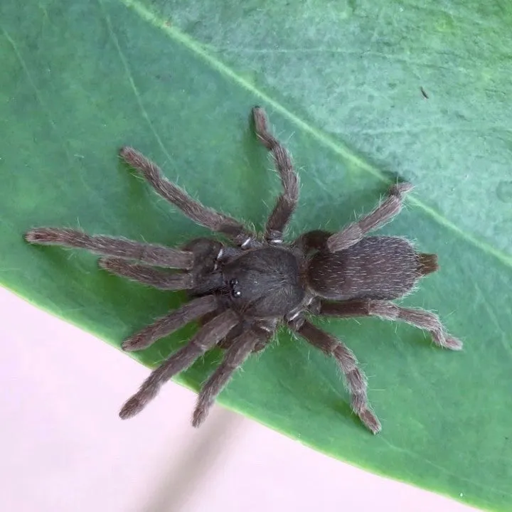 18257 tarantula health