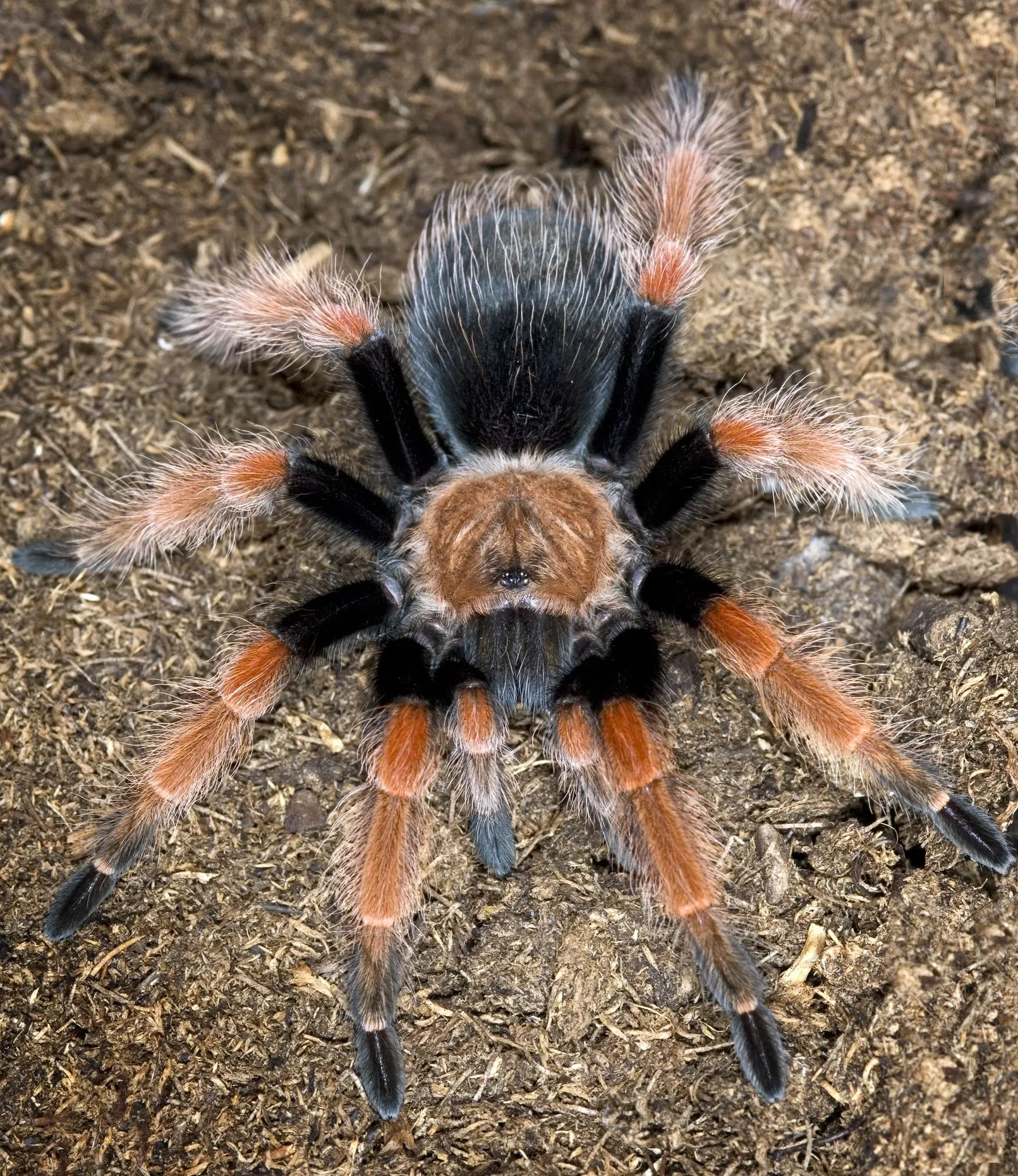 18262 tarantula feeding