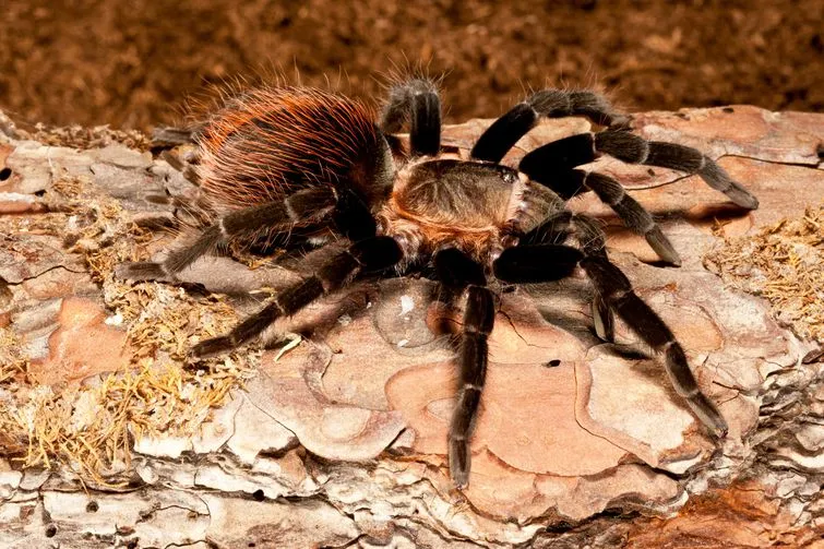 18262 tarantula habitat