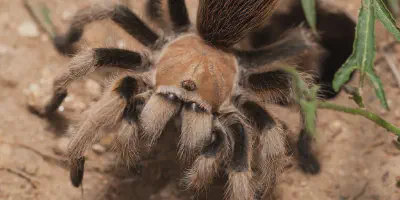 /img/18262-tarantula-handling.webp