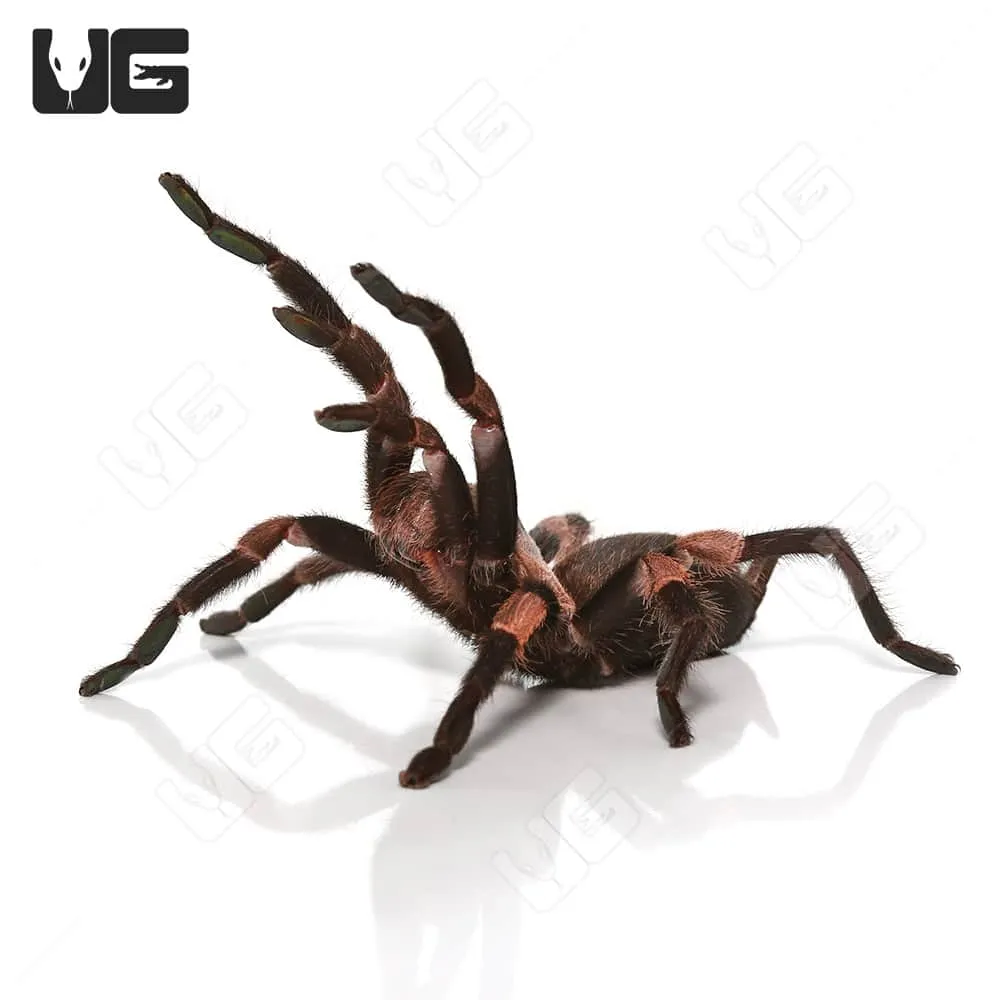 18263 himalayan beauty tarantula enclosure