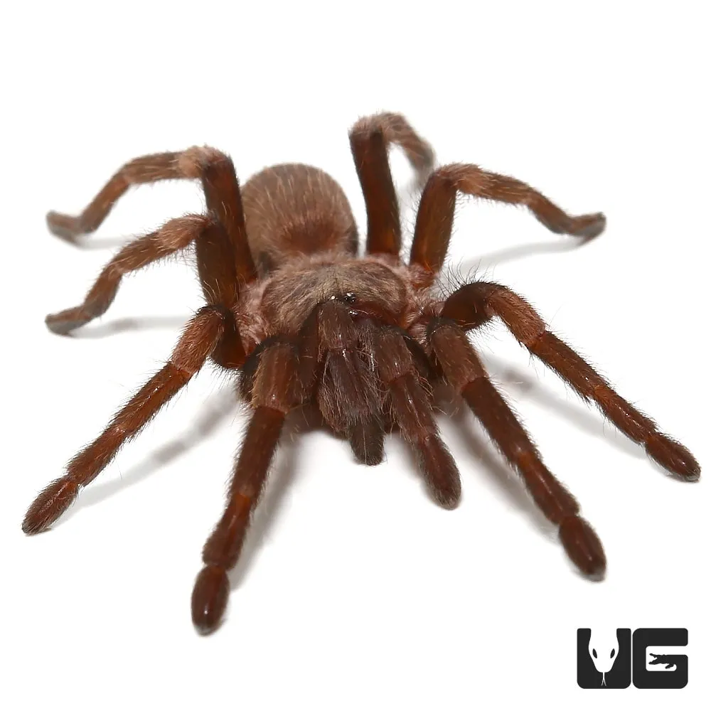 18263 himalayan beauty tarantula feeding