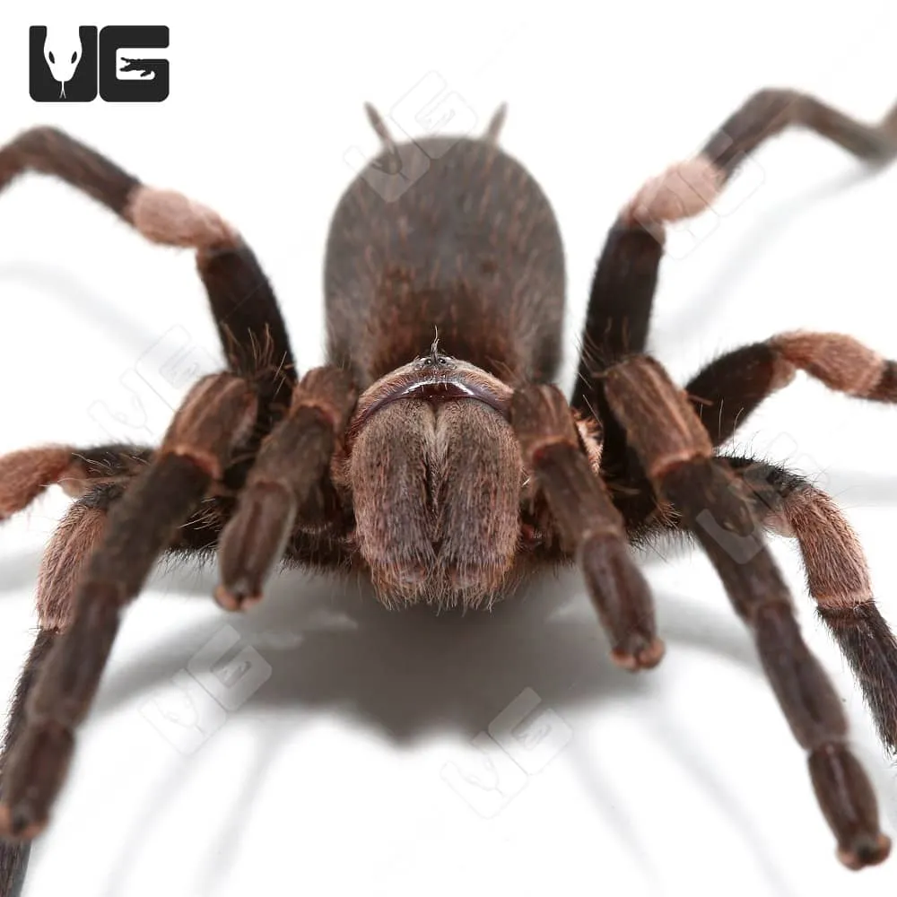 /img/18263-himalayan-beauty-tarantula-health.webp