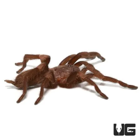 18263 himalayan beauty tarantula molting