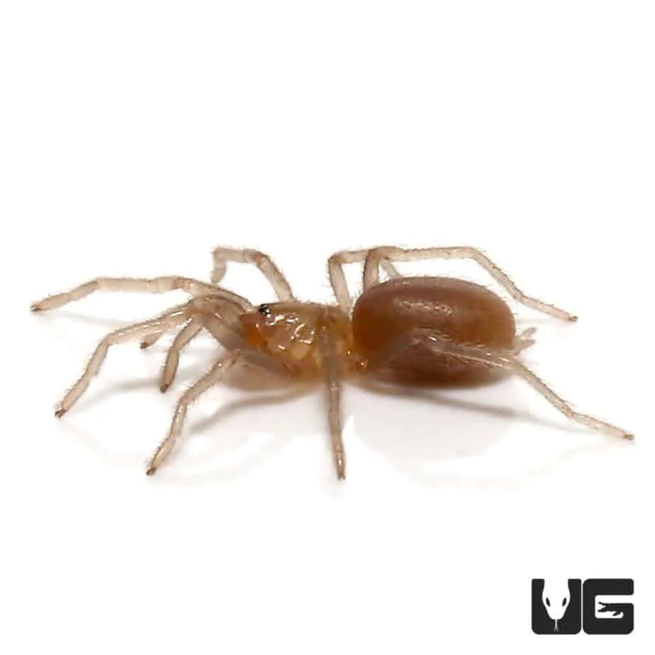 18264 dominican blue leg tarantula handling