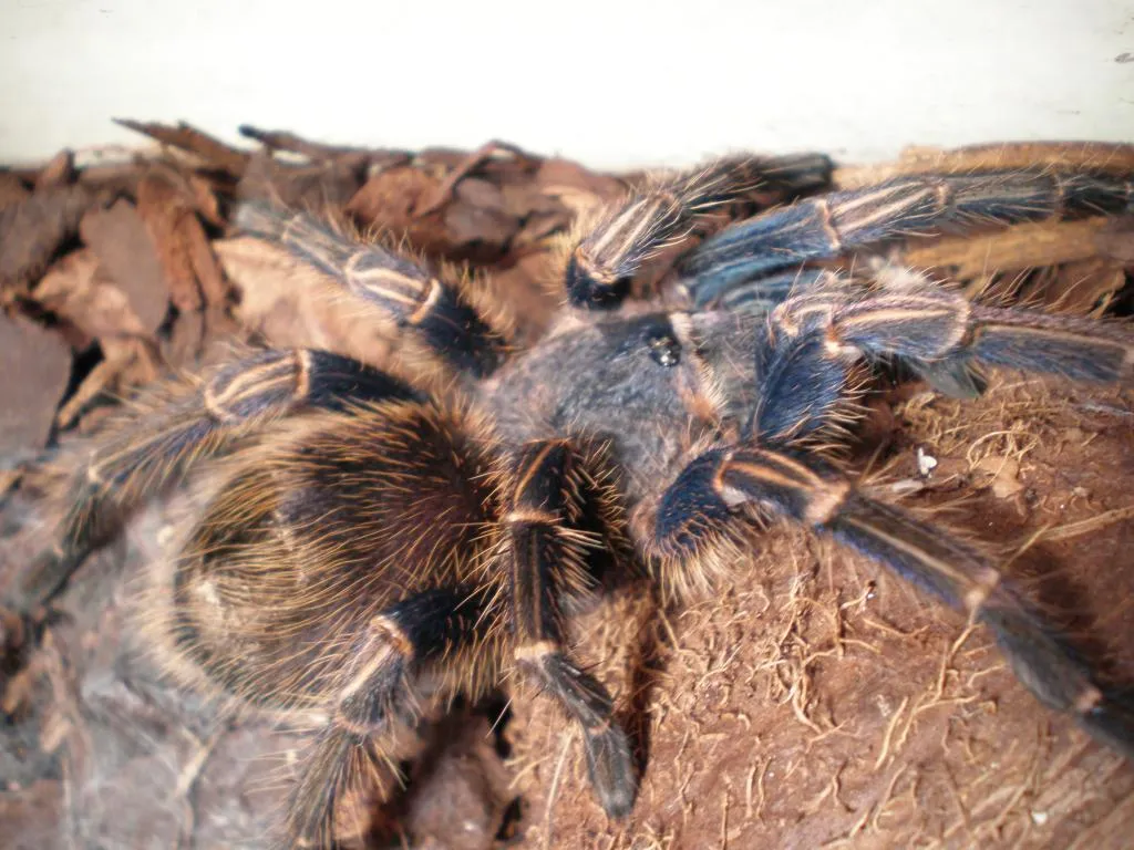 18264 dominican blue leg tarantula molting