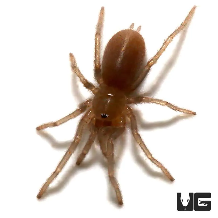 18264 dominican blue leg tarantula substrate