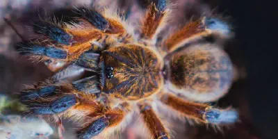 /img/18264-dominican-blue-leg-tarantula-water.webp