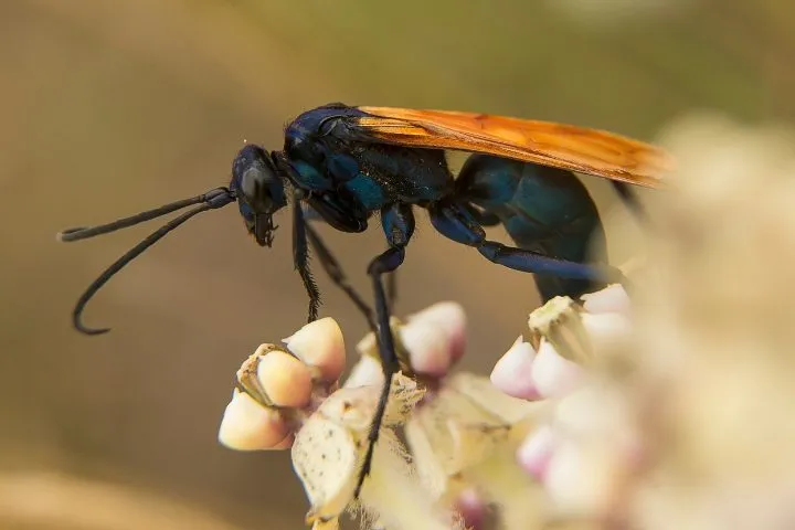 18265 bullet ant anatomy