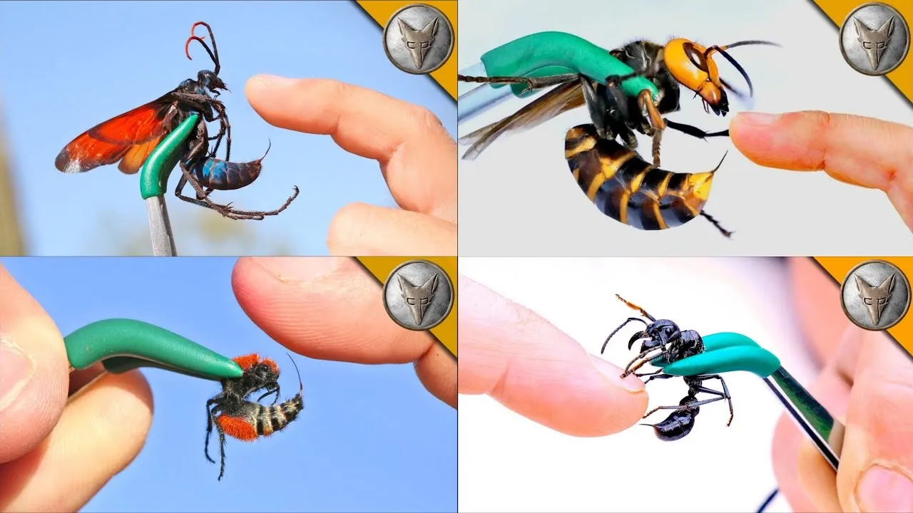 18265 tarantula hawk attack