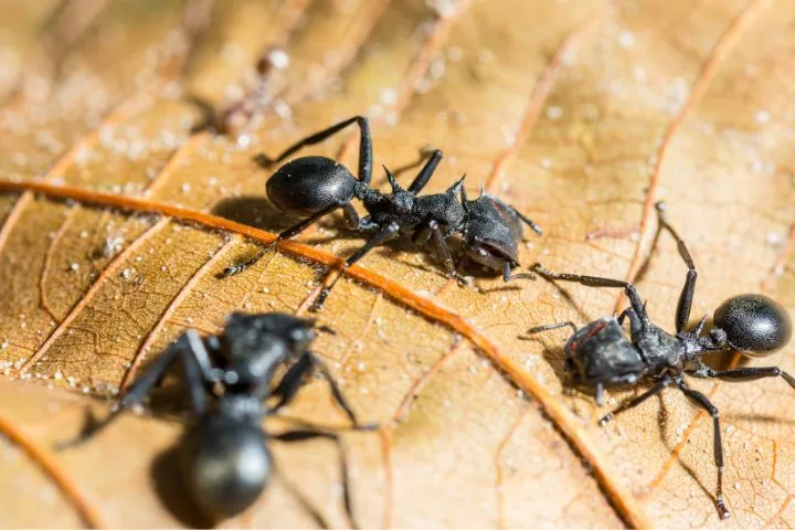 18265 tarantula hawk survival