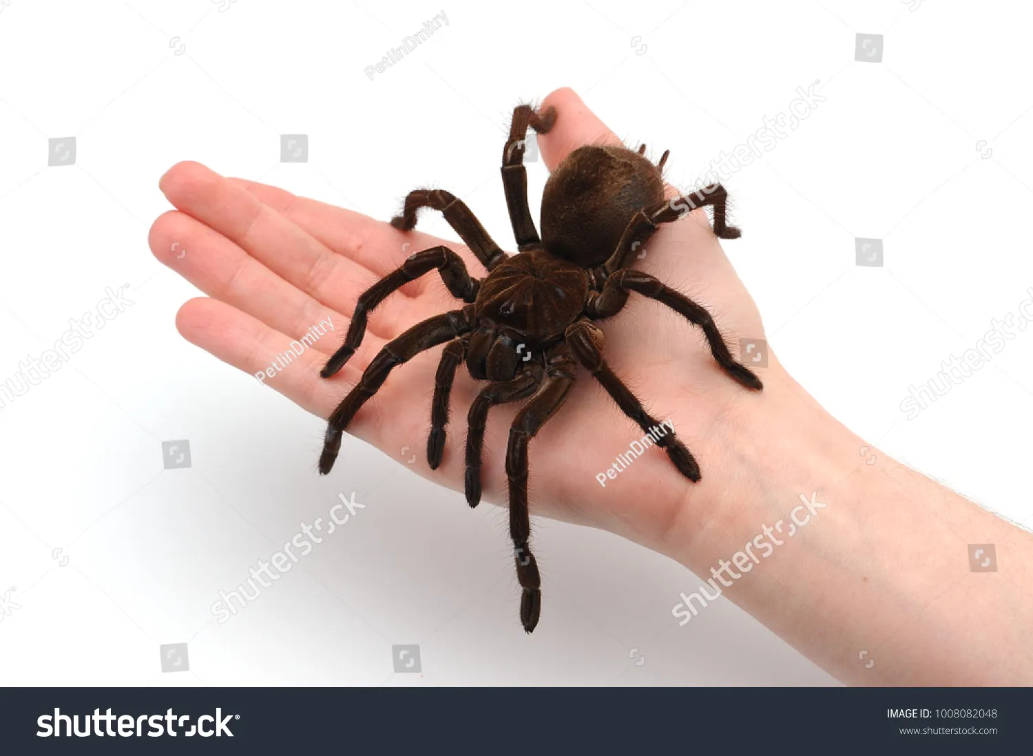 18266 tarantula venom