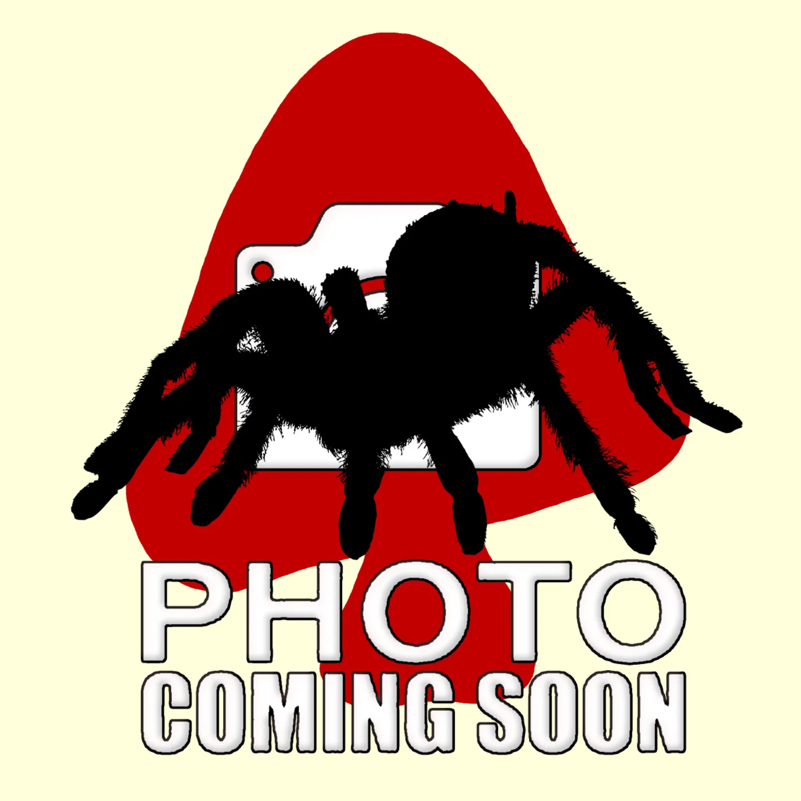 18267 tarantula close up