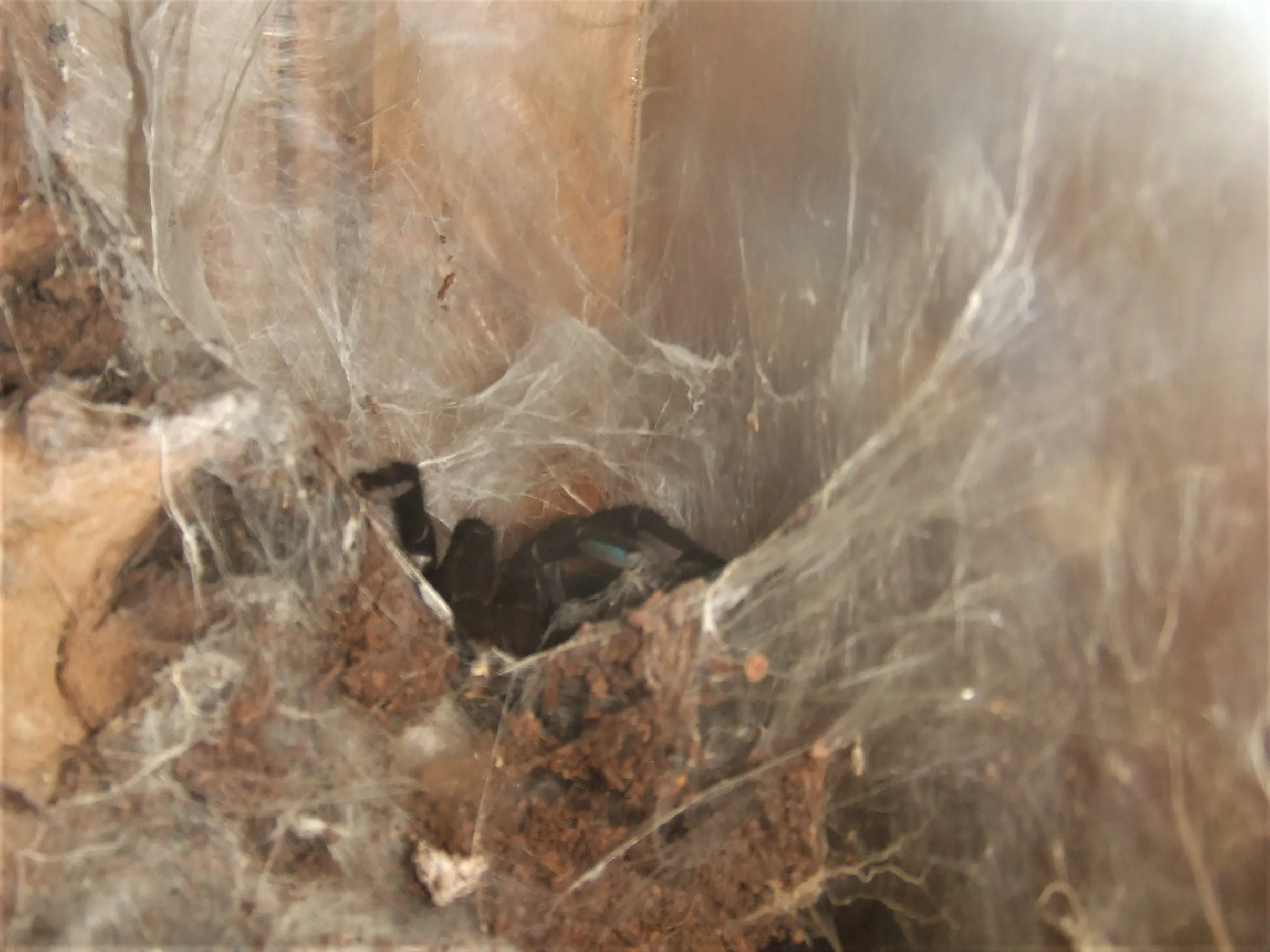 18267 tarantula eating