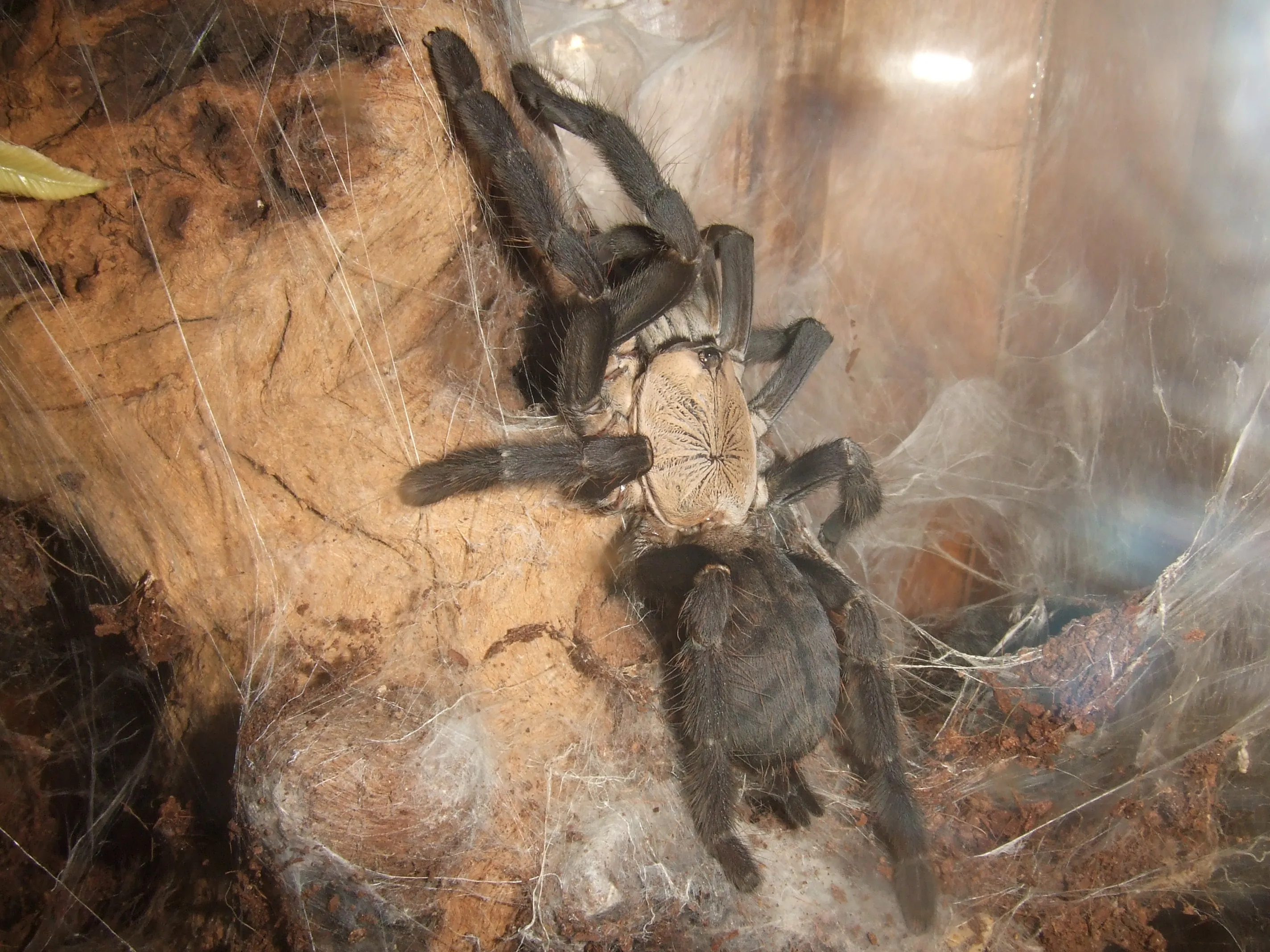 18267 tarantula moulting