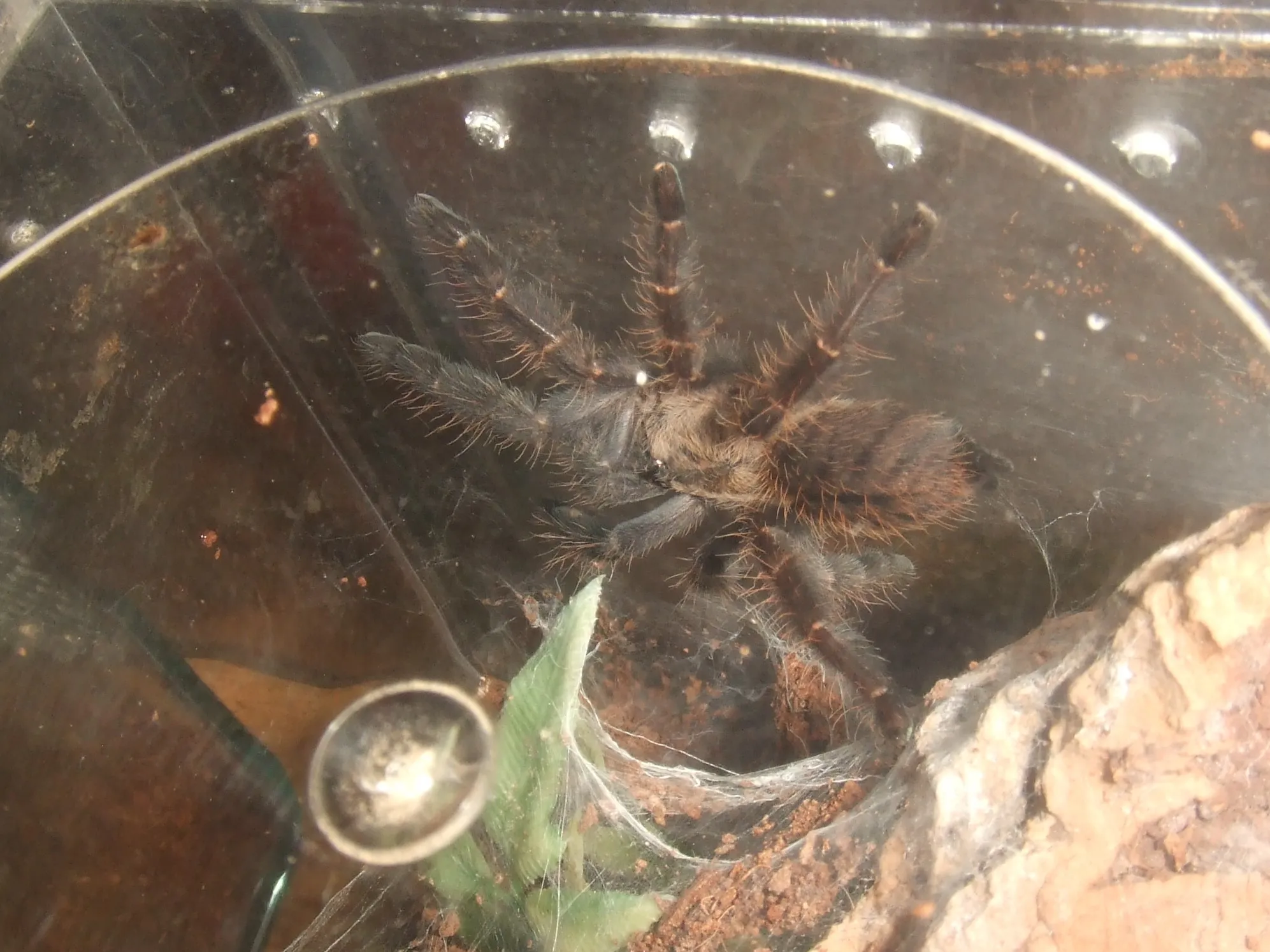 /img/18267-tarantula-pet.webp
