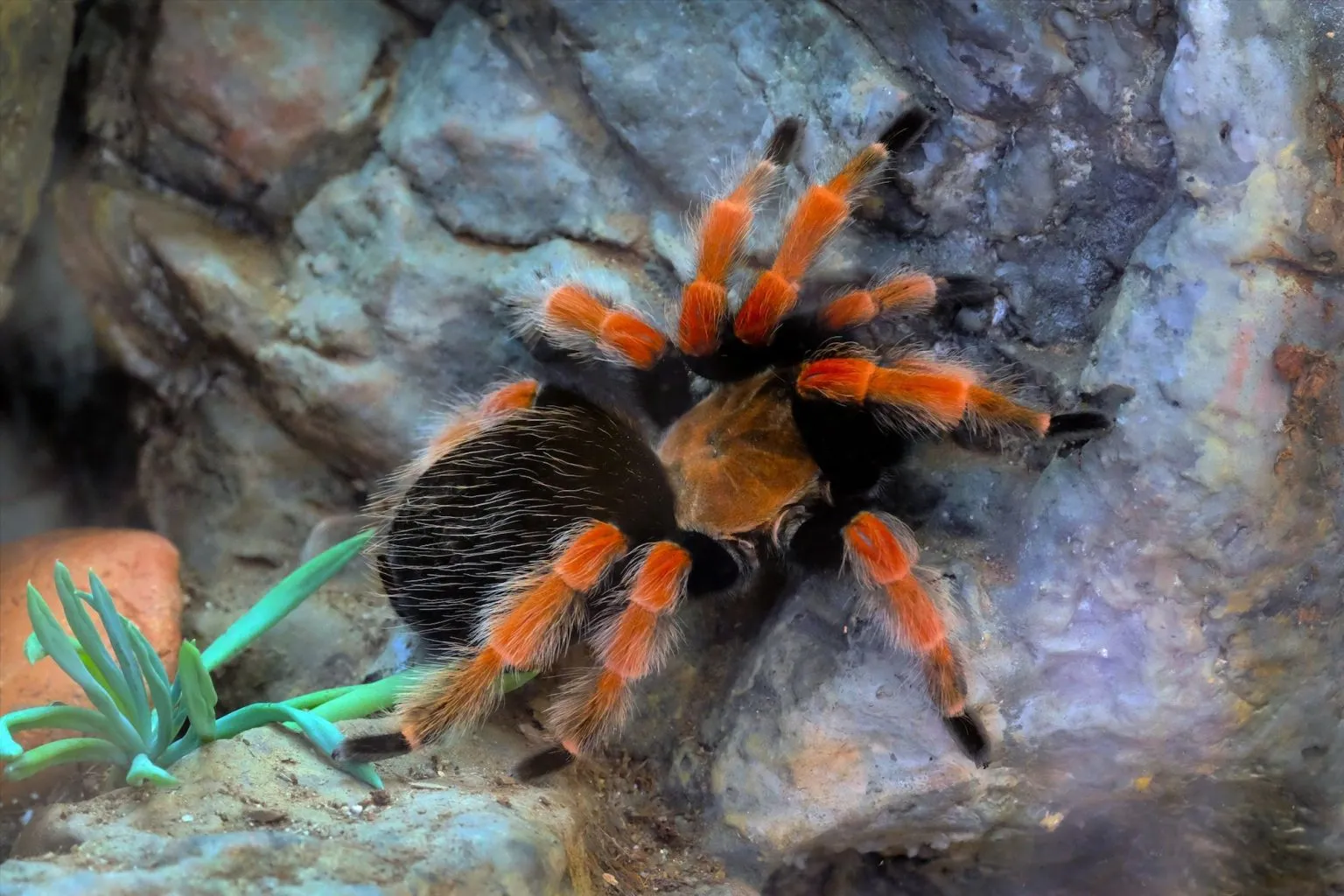 /img/18268-mexican-red-knee-tarantula-substrate.webp