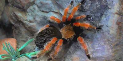 /img/18268-mexican-red-knee-tarantula-substrate.webp