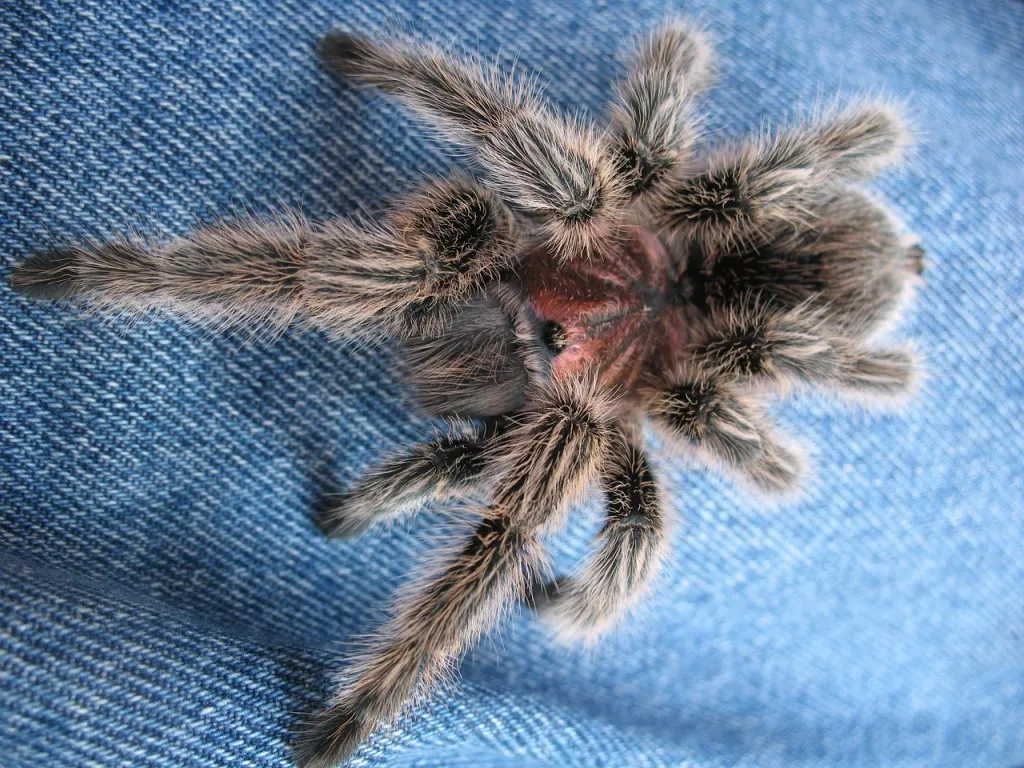 18269 chilean rose tarantula carapace