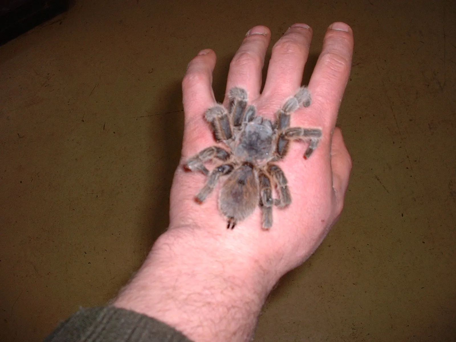 18269 chilean rose tarantula digestive system